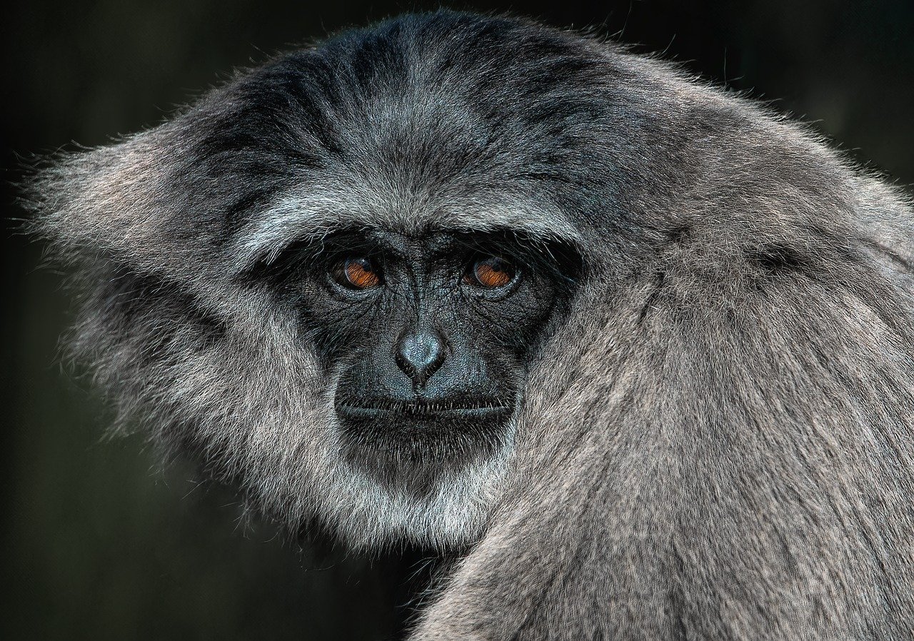 Wildlife Crime & Biodiversity: The Dark Side of Illicit Trade